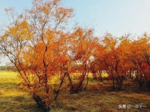 中国蝉联德最大贸易伙伴中(图2)